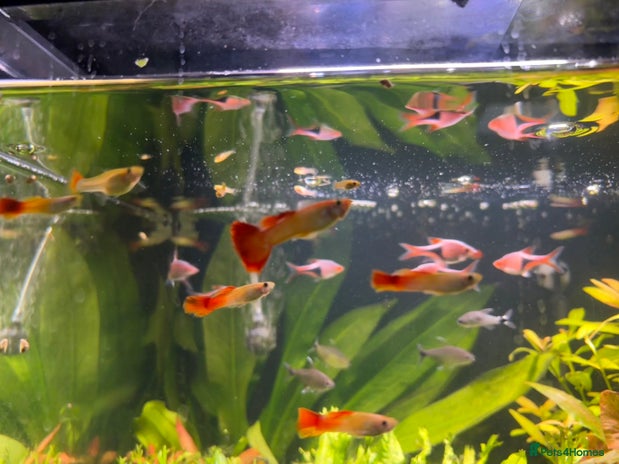 Live Bearers fish - Advert 7