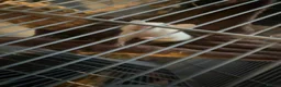 Boa Snake reptiles for sale: Different animals for sale  - Advert 2