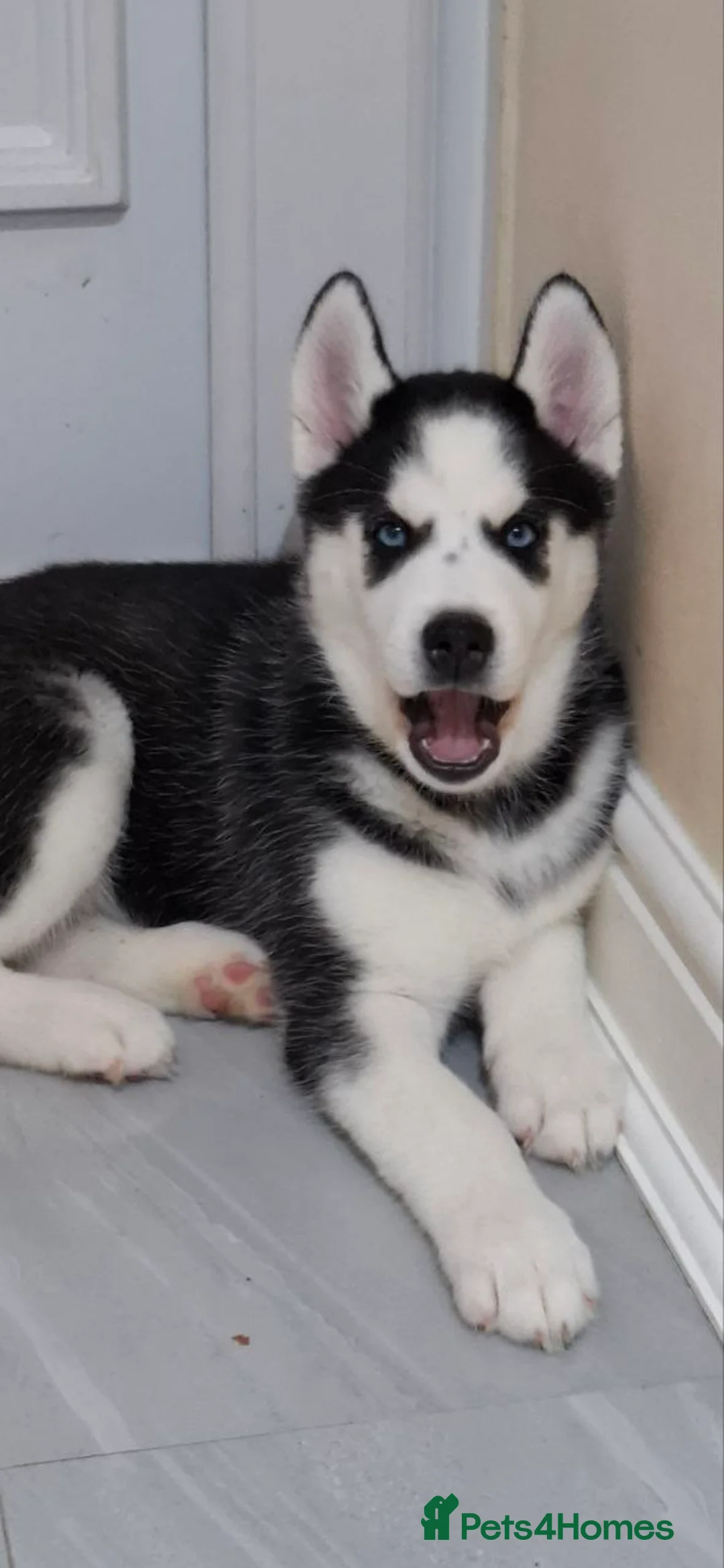 Siberian Husky dogs for sale: Siberian Huskies- BIG and WOOLY (4 Female, 1 Male) - Advert 21
