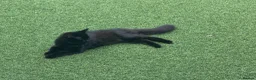 British Shorthair cats for sale: Two friendly kittens ready for new home - Advert 1