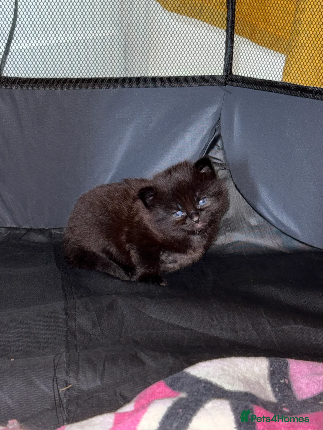 Ragdoll cats for sale: 5 ragdoll  - Advert 2
