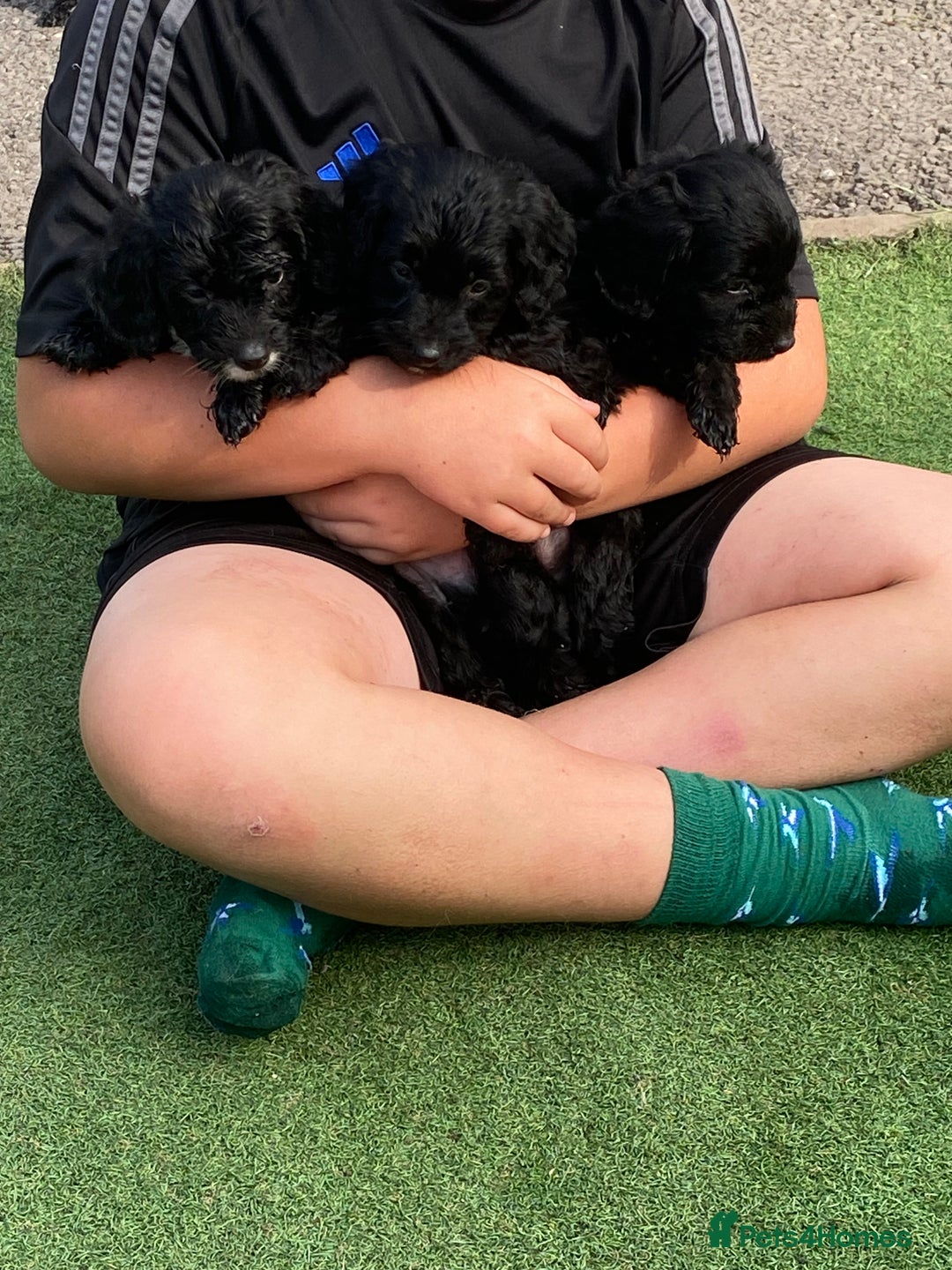 Cockapoo dogs for sale: Cockapoo puppy’s boys/girls - Image 8