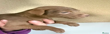 Patterdale Terrier 3