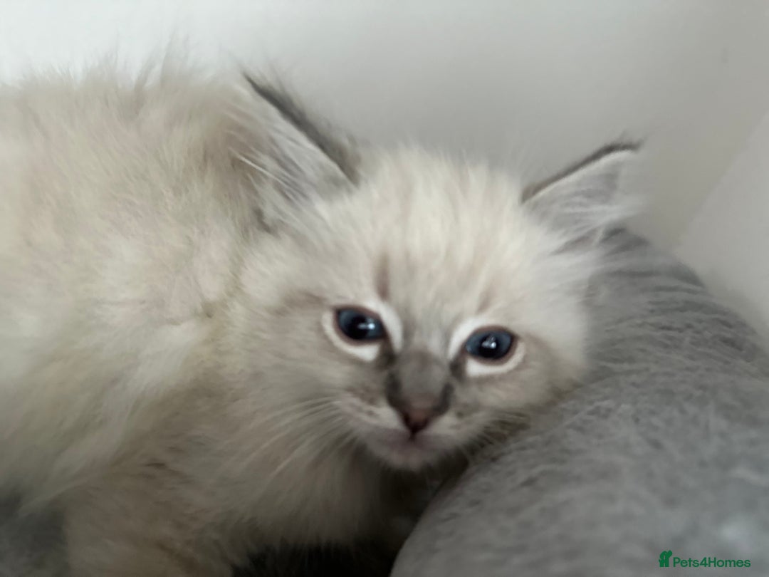 Ragdoll cats for sale: Gorgeous ragdoll kittens  - Advert 20