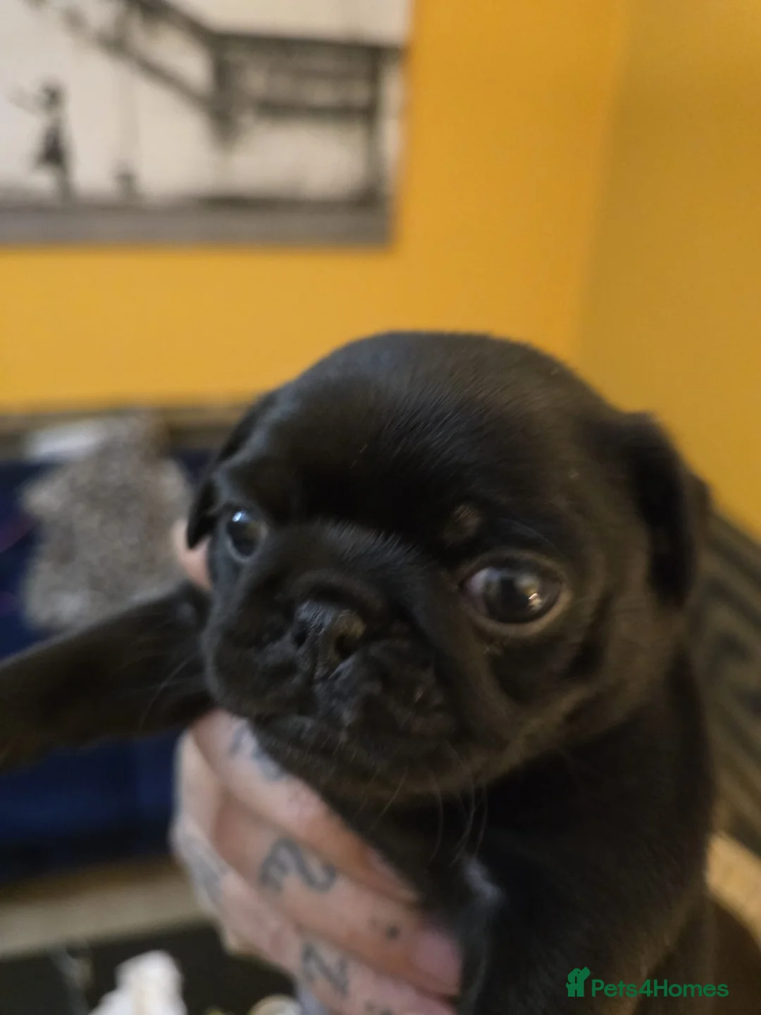 Pug dogs for sale: Beautifull pug pupies looking for a forever sofa in Plymouth - Advert 3