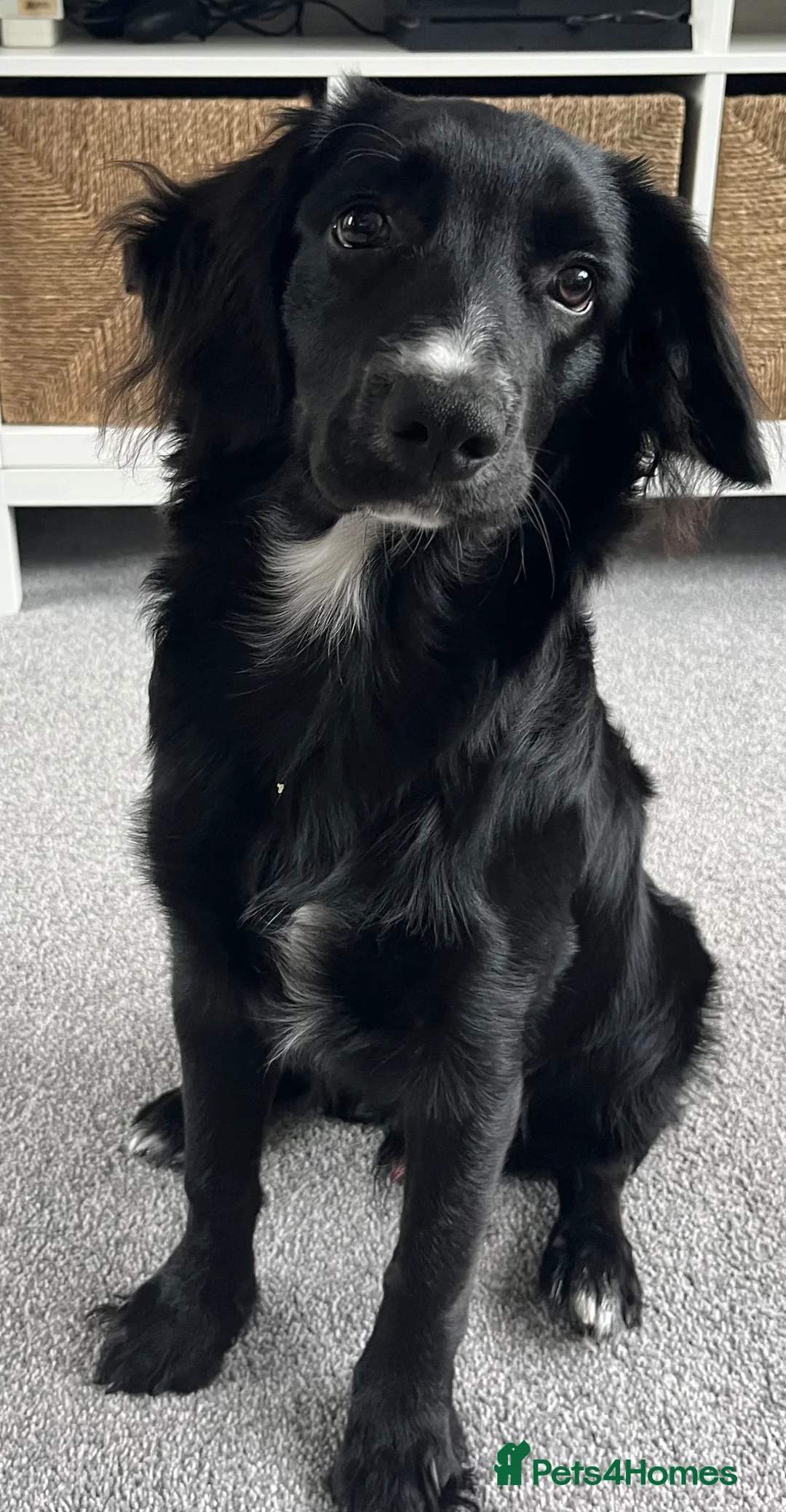 Jackapoo dogs for sale: Rocky  - Advert 1