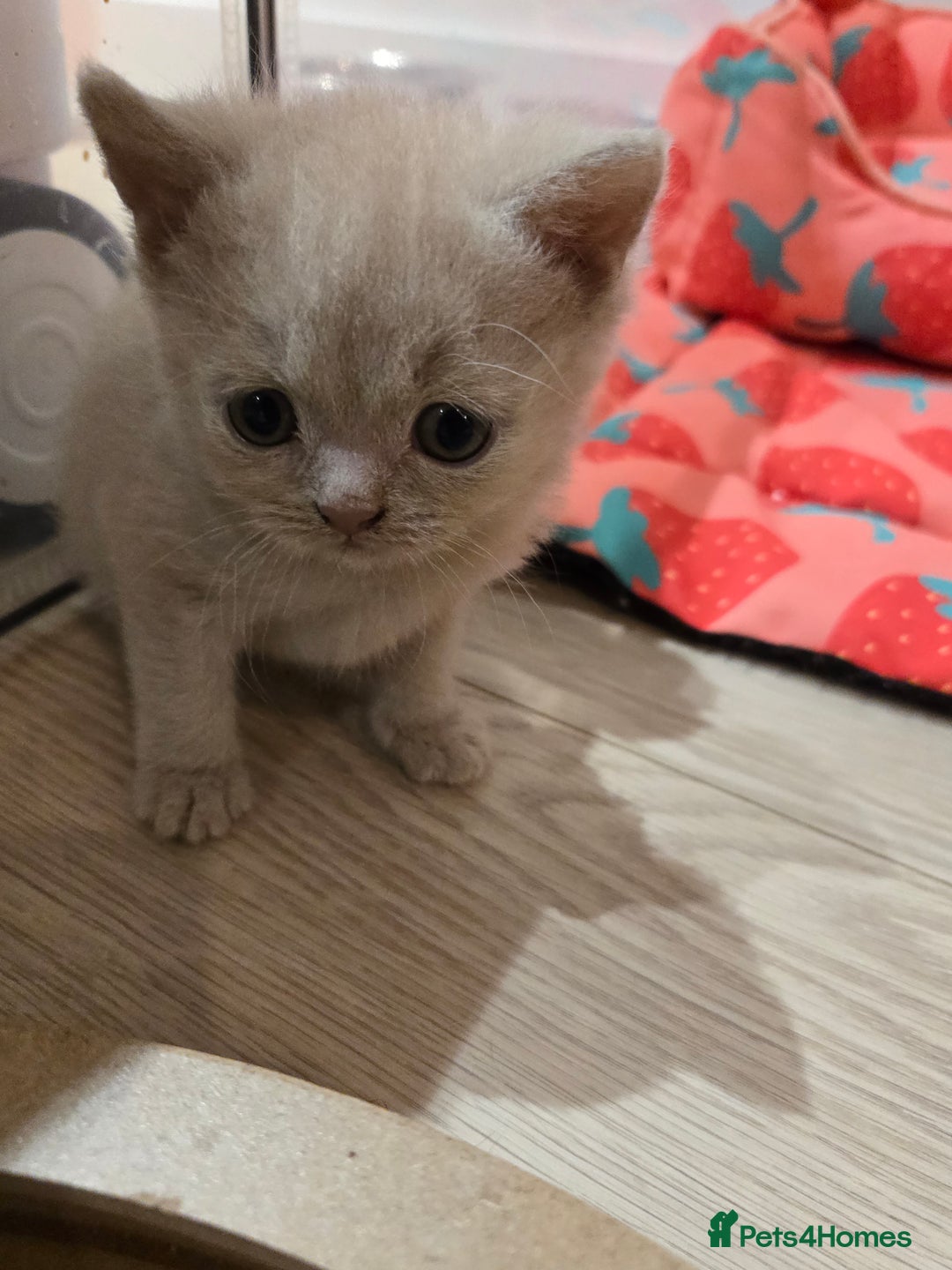 British Shorthair cats for sale: RARE Fawn British Shorthair Kitten £1000 - Advert 11