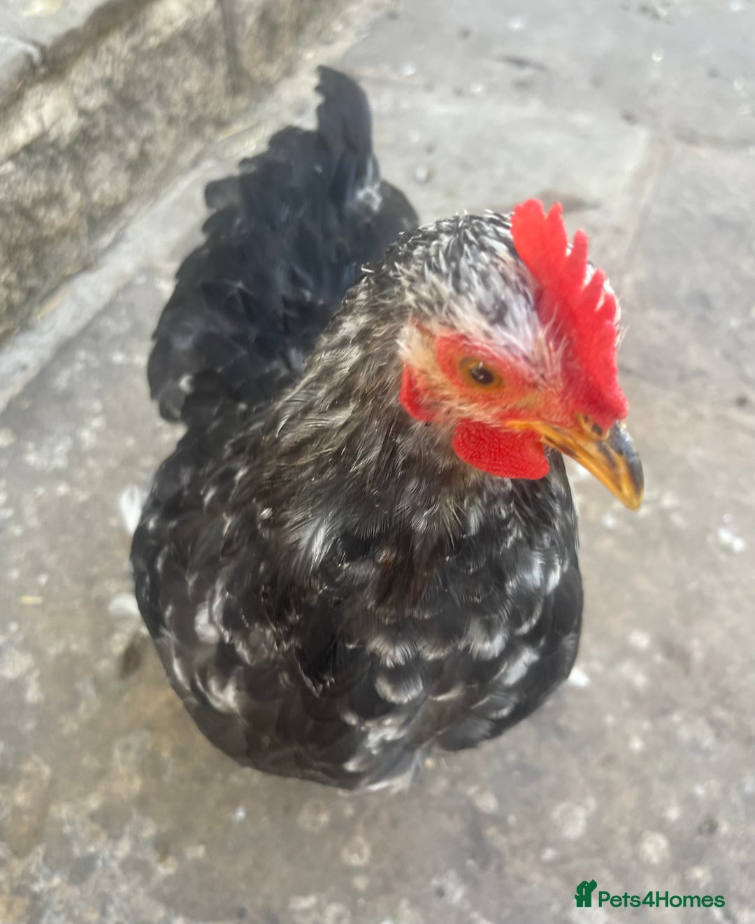 Chickens poultry for sale: Hen, POL Hens, Cockerels and chicks - Image 2