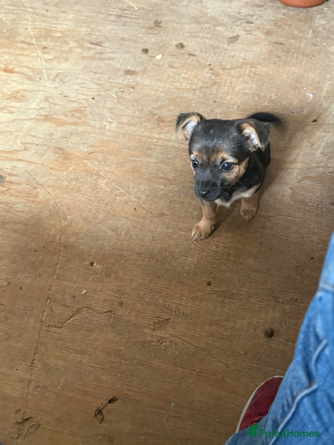 Mixed Breed dogs for sale: Tiny and beautiful  - Image 9