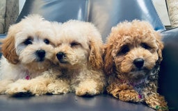 Maltipoo dogs for sale: Stuning Maltipoo Puppies Ready To Go - Image 23