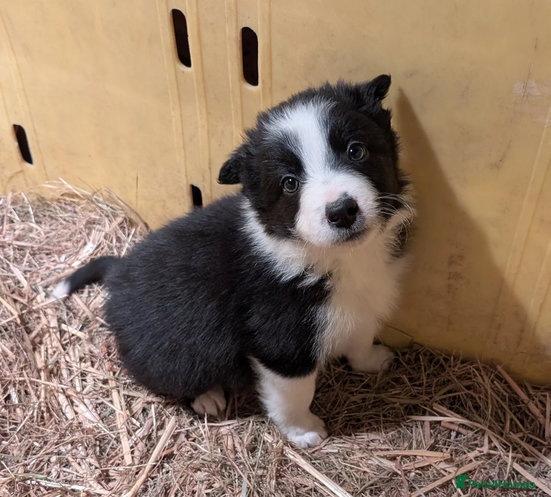 Border Collie dogs for sale: Border Collie Pups ❤️ - Advert 17