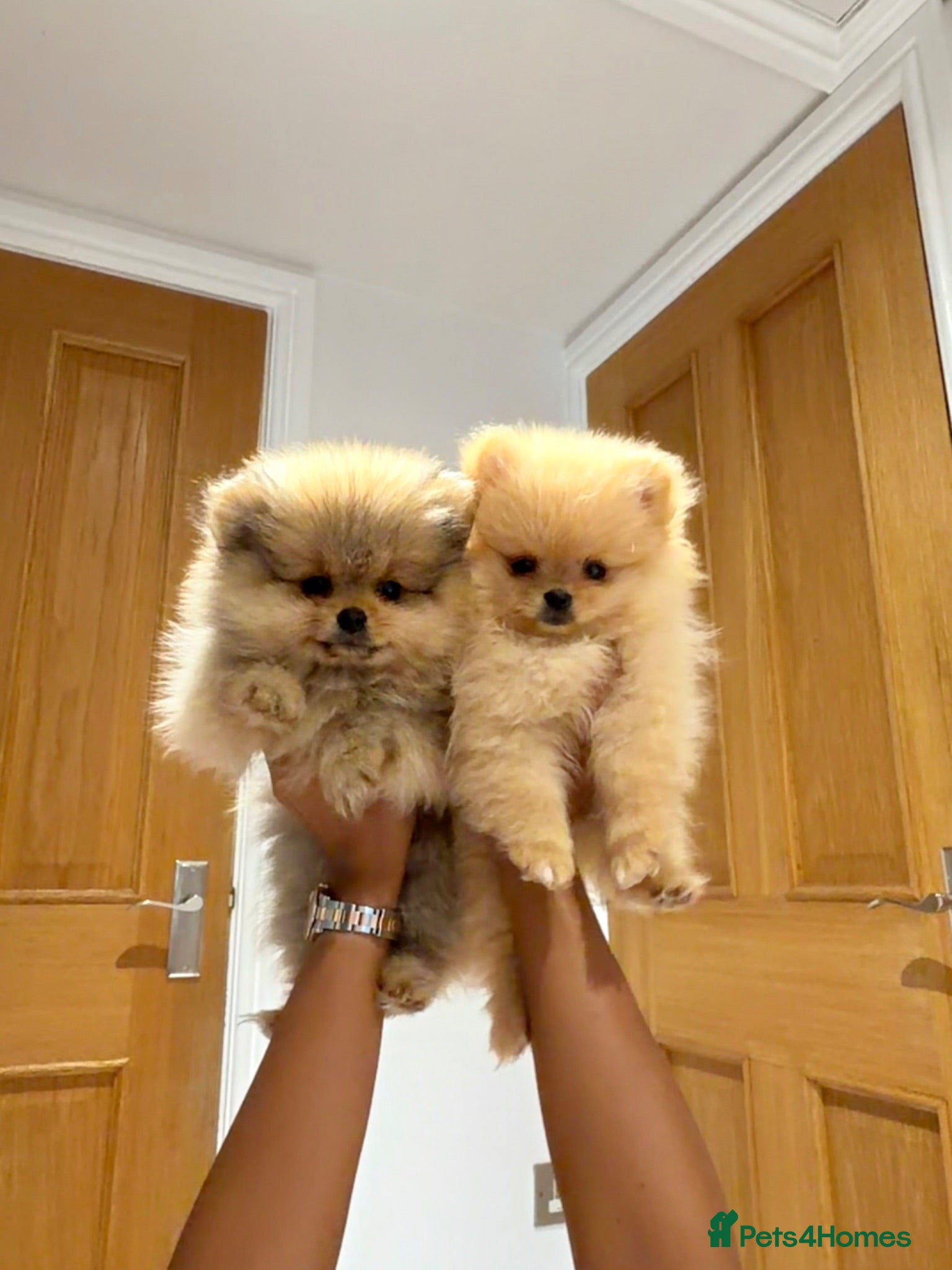 Pomeranian dogs READY TO LEAVE 2 BOYS LEFT Pom PUPPIES 🫶🏽   - Advert 2