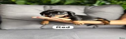 Miniature Dachshund dogs for sale: Miniature dachshunds in Stafford - Advert 4