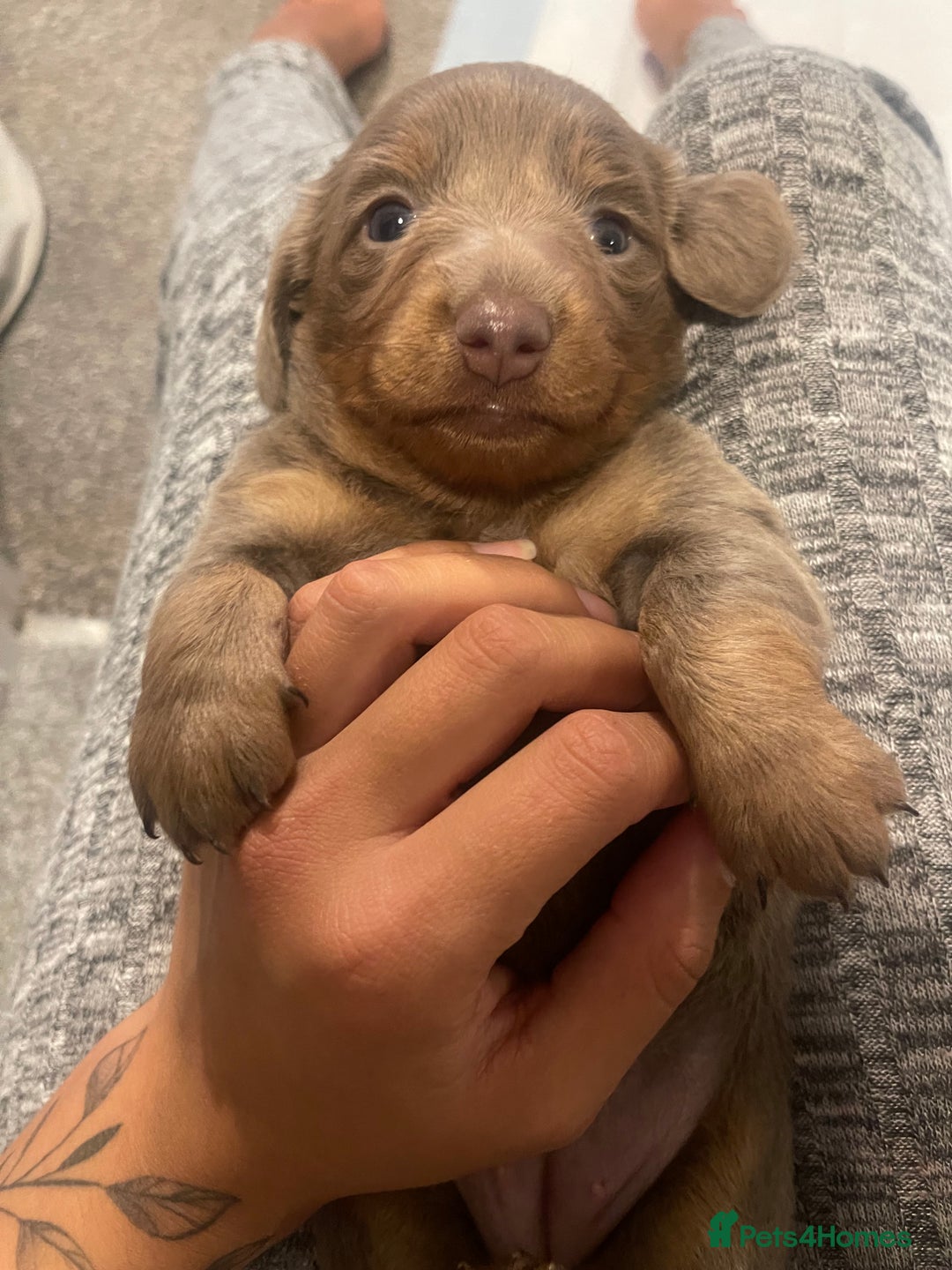 Miniature Dachshund dogs for sale: Long haired Isabella and tan miniature dachshund  - Image 8