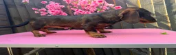 Dachshund dogs for sale: 2 tekles for sale brother and sister £1100 ONO - Advert 5