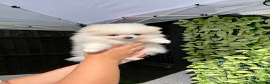 Pomeranian 2
