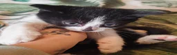 Mixed Breed cats for sale: Stunning litter of kittens - Advert 10