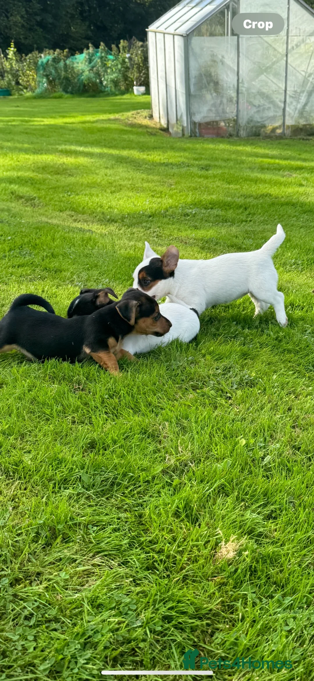 Jack Russell dogs for sale: jackrussell in Aberystwyth - Advert 1