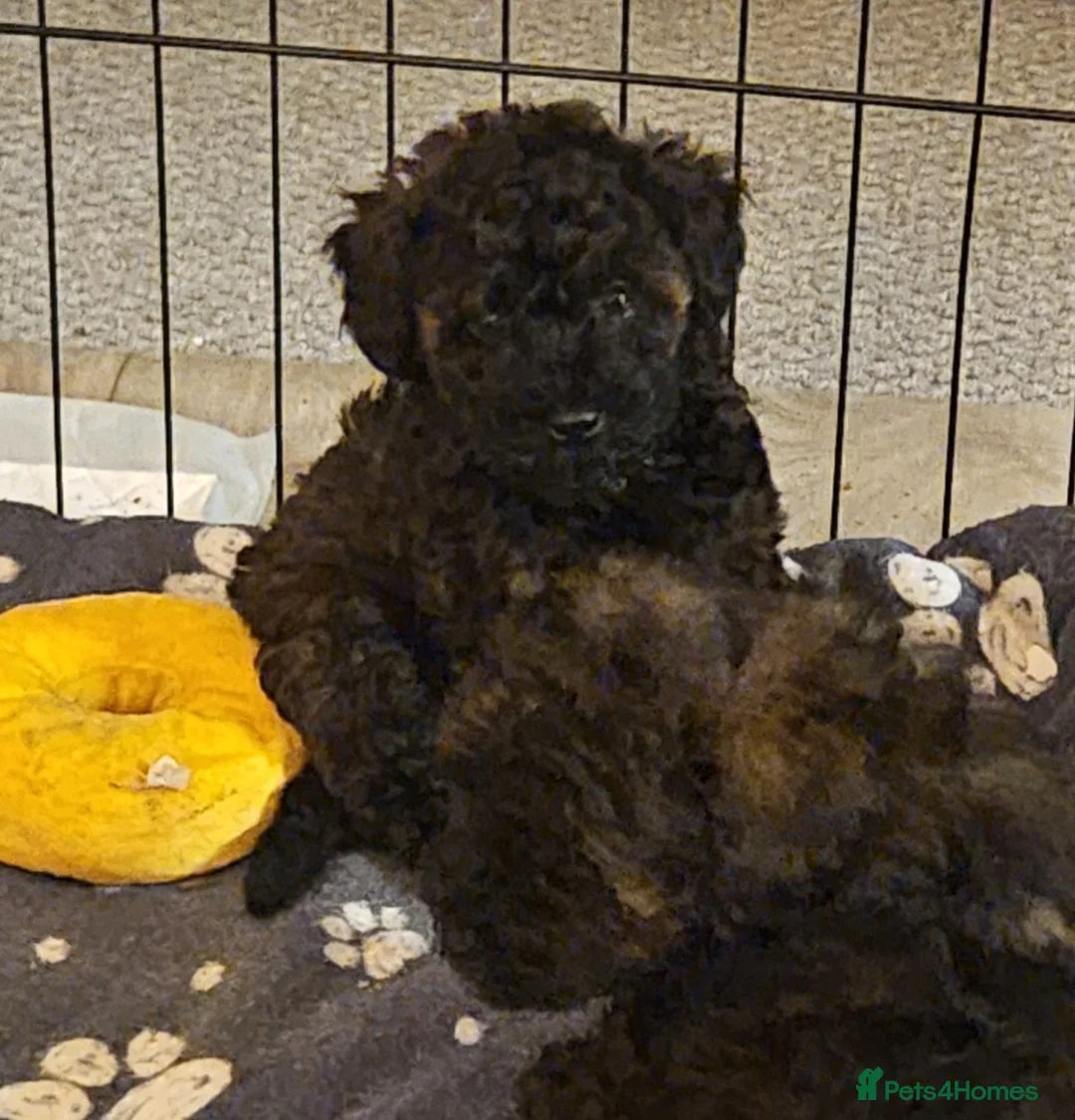 Mixed Breed dogs for sale: Beautiful Stunning Westiepoo Puppies - Advert 2