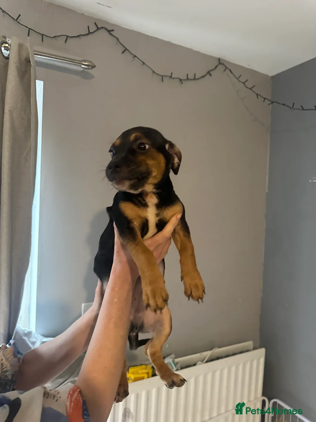 Mixed Breed dogs for sale: Mum stuffy x Dad chuwahwah x - Advert 2