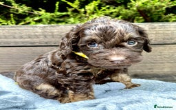 Cockapoo dogs for sale: 🤎🧡F1 Extensively Health Tested Cockapoos🧡🤎 - Image 10
