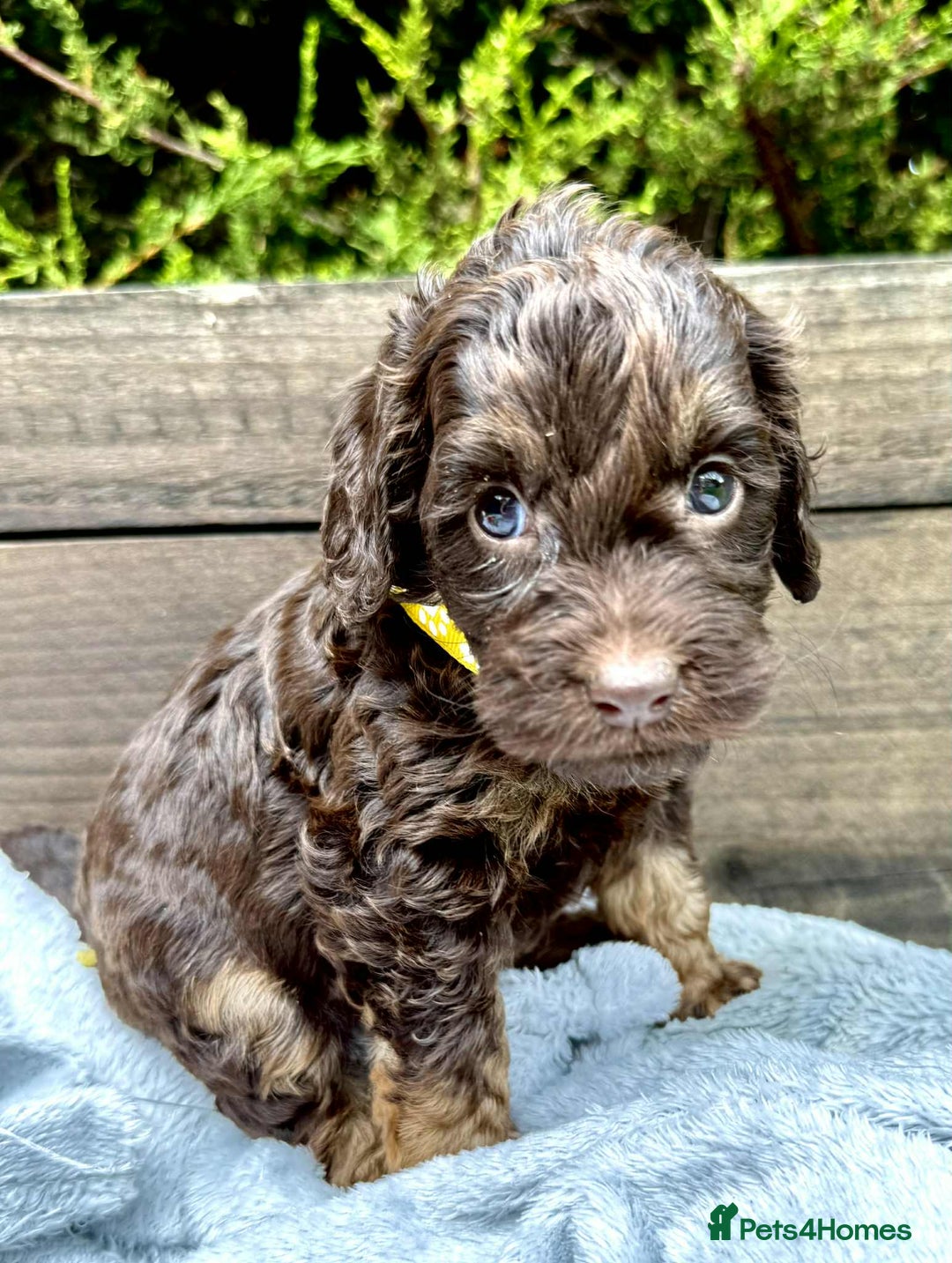 Cockapoo dogs for sale: 🤎🧡F1 Extensively Health Tested Cockapoos🧡🤎 - Image 10