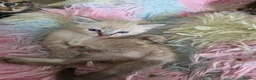 Mixed Breed cats for sale: 🔹️🔹️Lovely Kittens🔹️🔹️Ragdoll x domestic cat.  - Advert 11