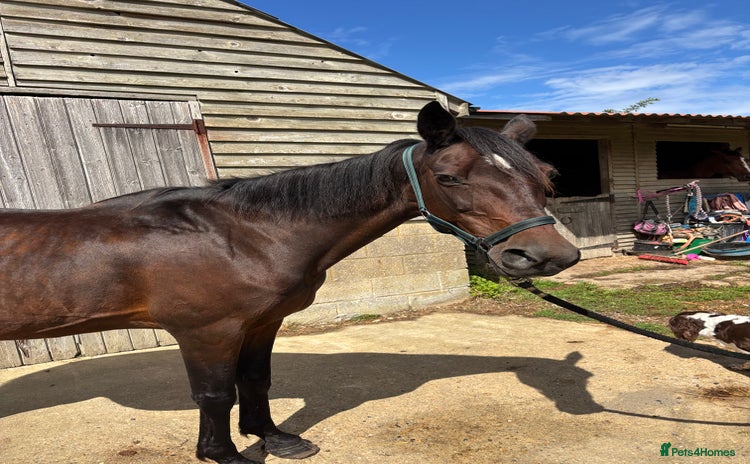 Irish Thoroughbred horses - Advert 13