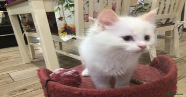 Ragdoll cats Beautiful Flame/ Cream Ragdoll kittens - Advert 9