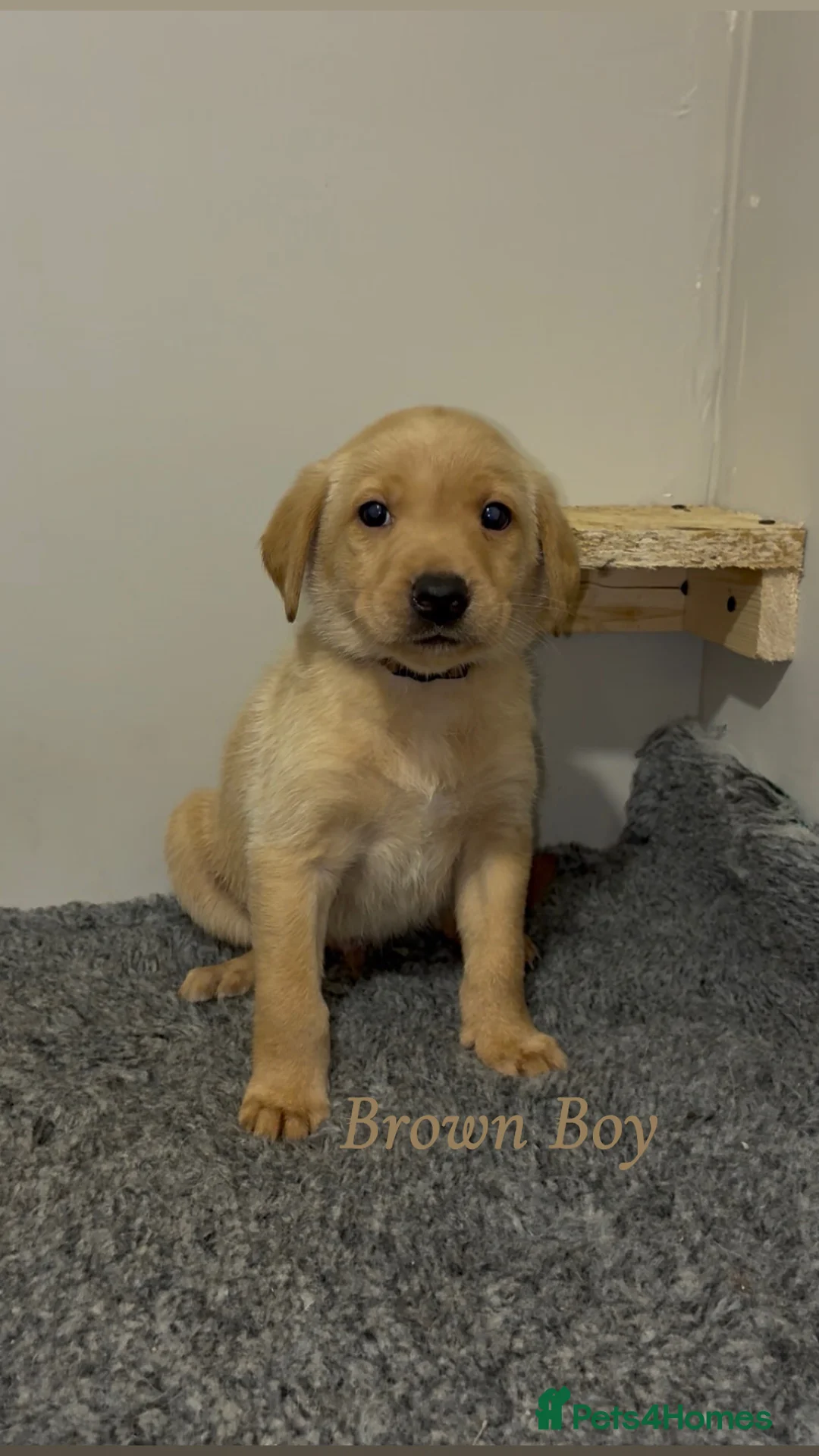 Labrador Retriever dogs for sale: 🐾 Exceptional KC Reg Labrador Puppies 🐾 - Advert 11