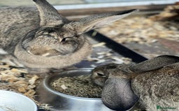 Flemish rabbits for sale: Flemish Giant - Image 2