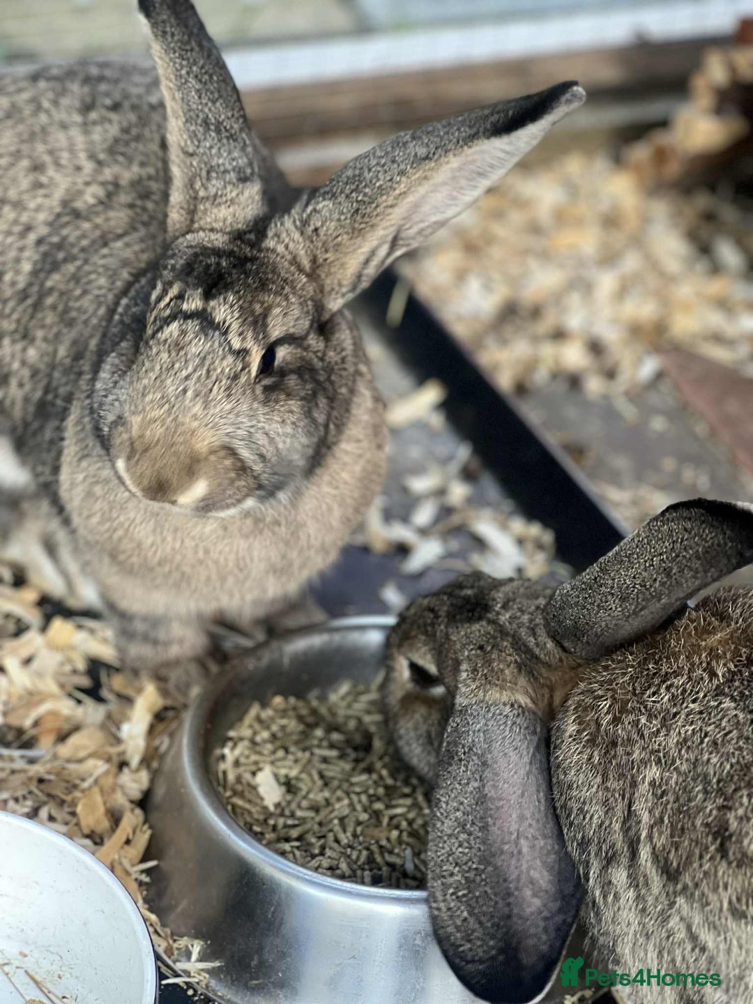 Flemish rabbits for sale: Flemish Giant - Image 2