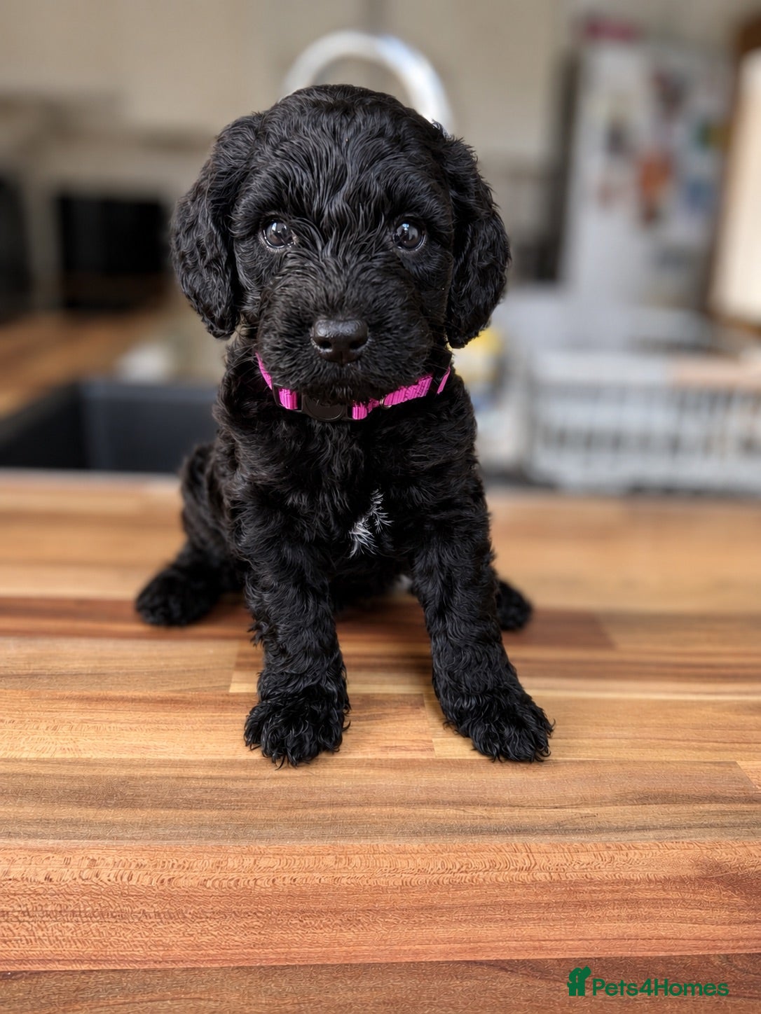 Cockapoo dogs ⭐ ONLY 1 BEAUTIFUL GIRL REMAINING -F1 Cockapoo - Advert 2