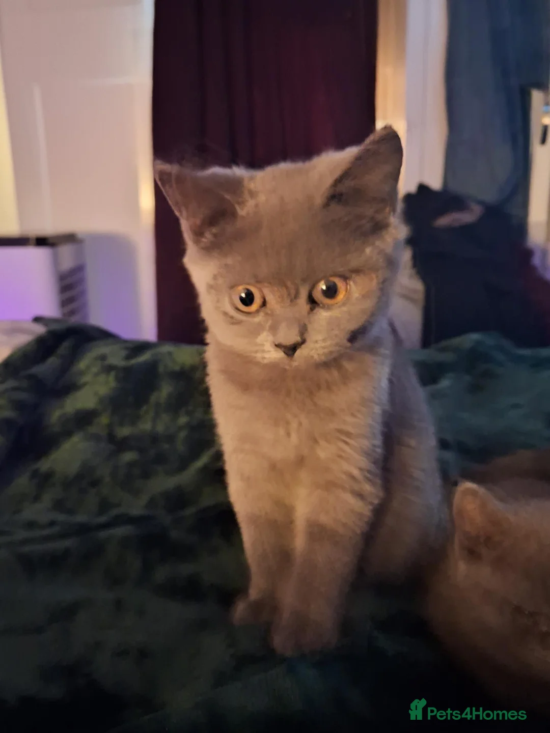 British Shorthair cats for sale: Beautiful British short-hair blue - Advert 2