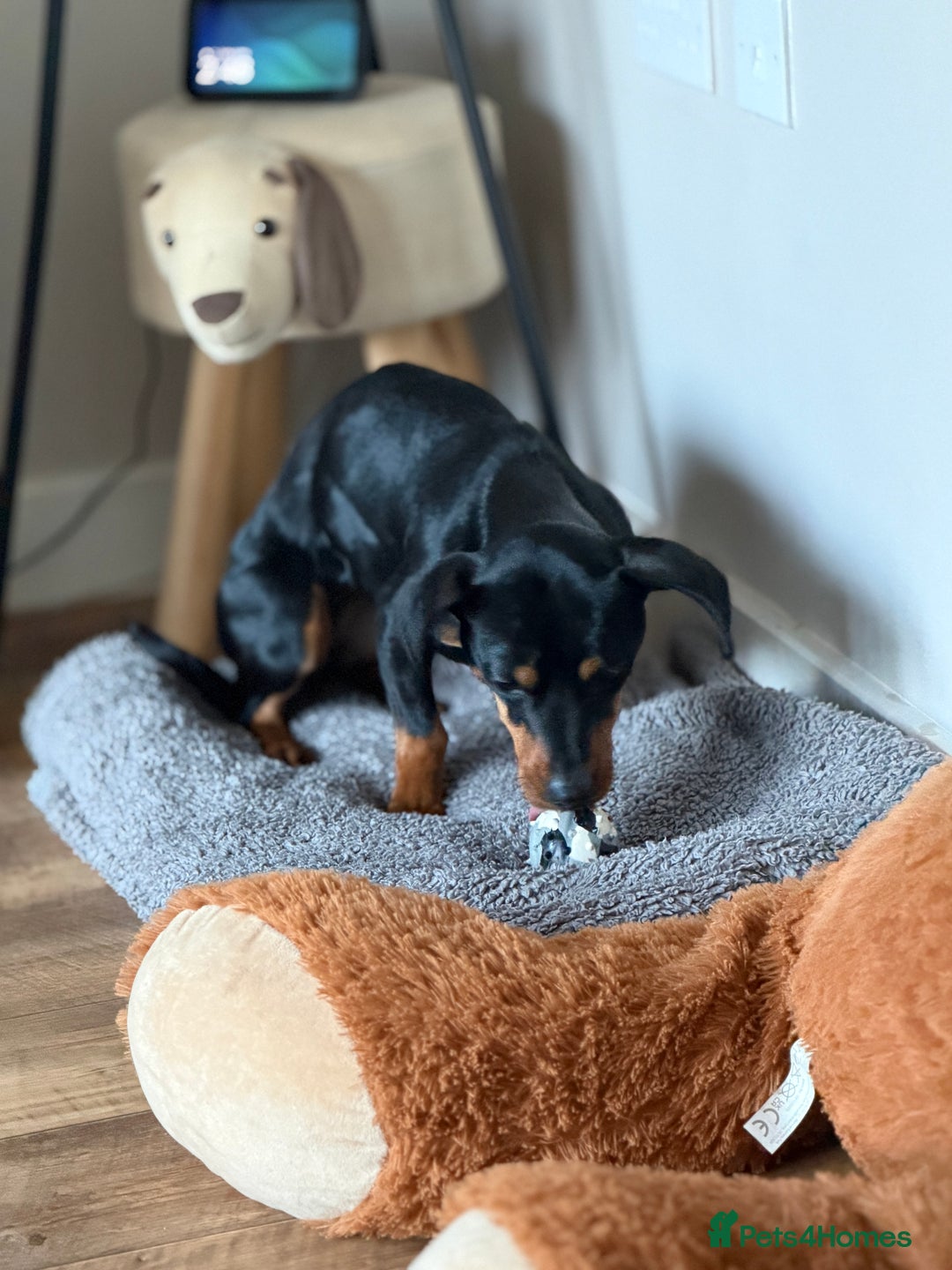 Mixed Breed dogs for sale: Nala 12/01/2024 - Advert 8