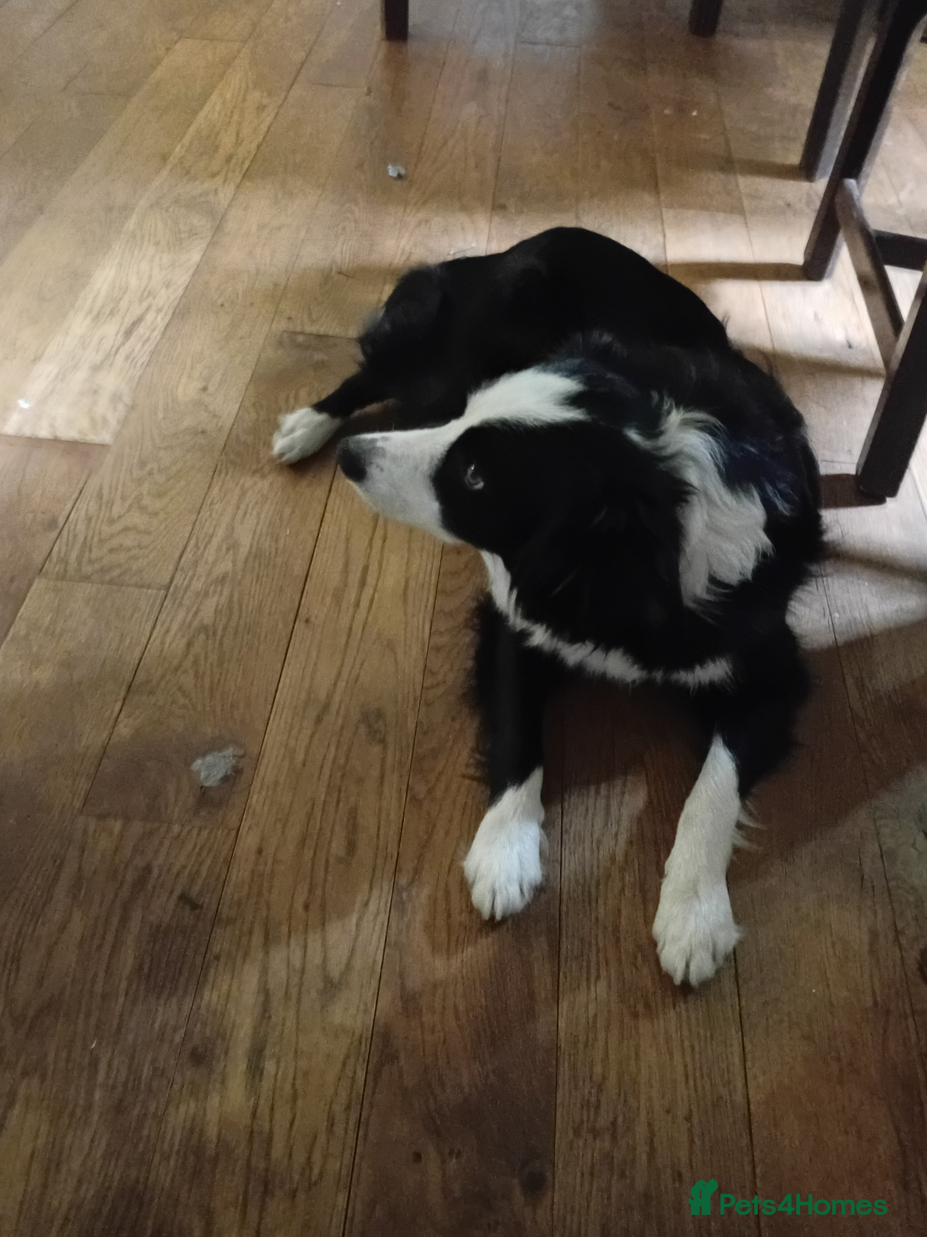 Mixed Breed dogs for sale: Border Collie x Cockapoo Puppies For Sale 🐶 in Somerton - Advert 2