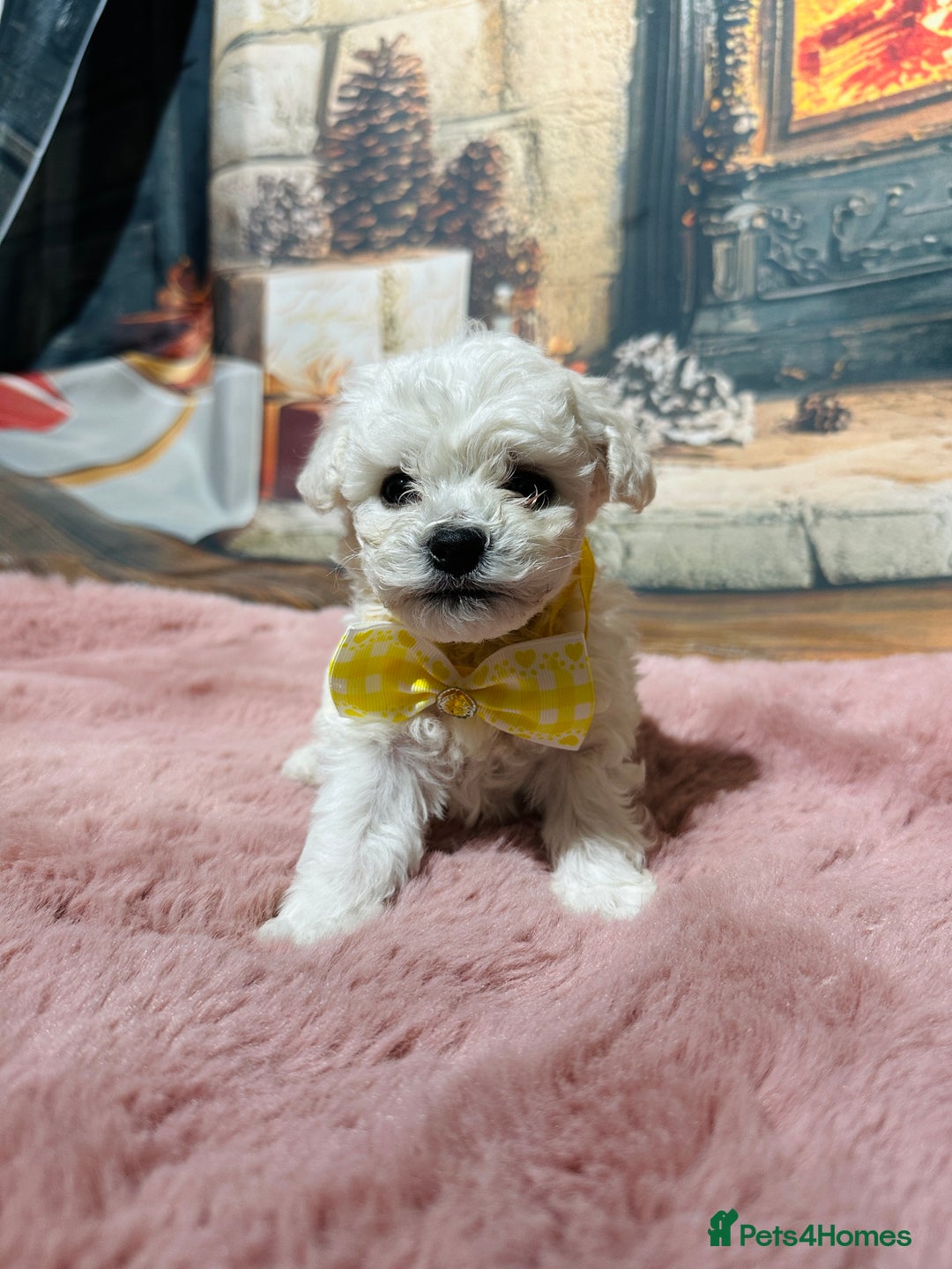 Bichon Frise dogs for sale: Pure Pedigree Champion Bloodline Bichon Frise  - Advert 19