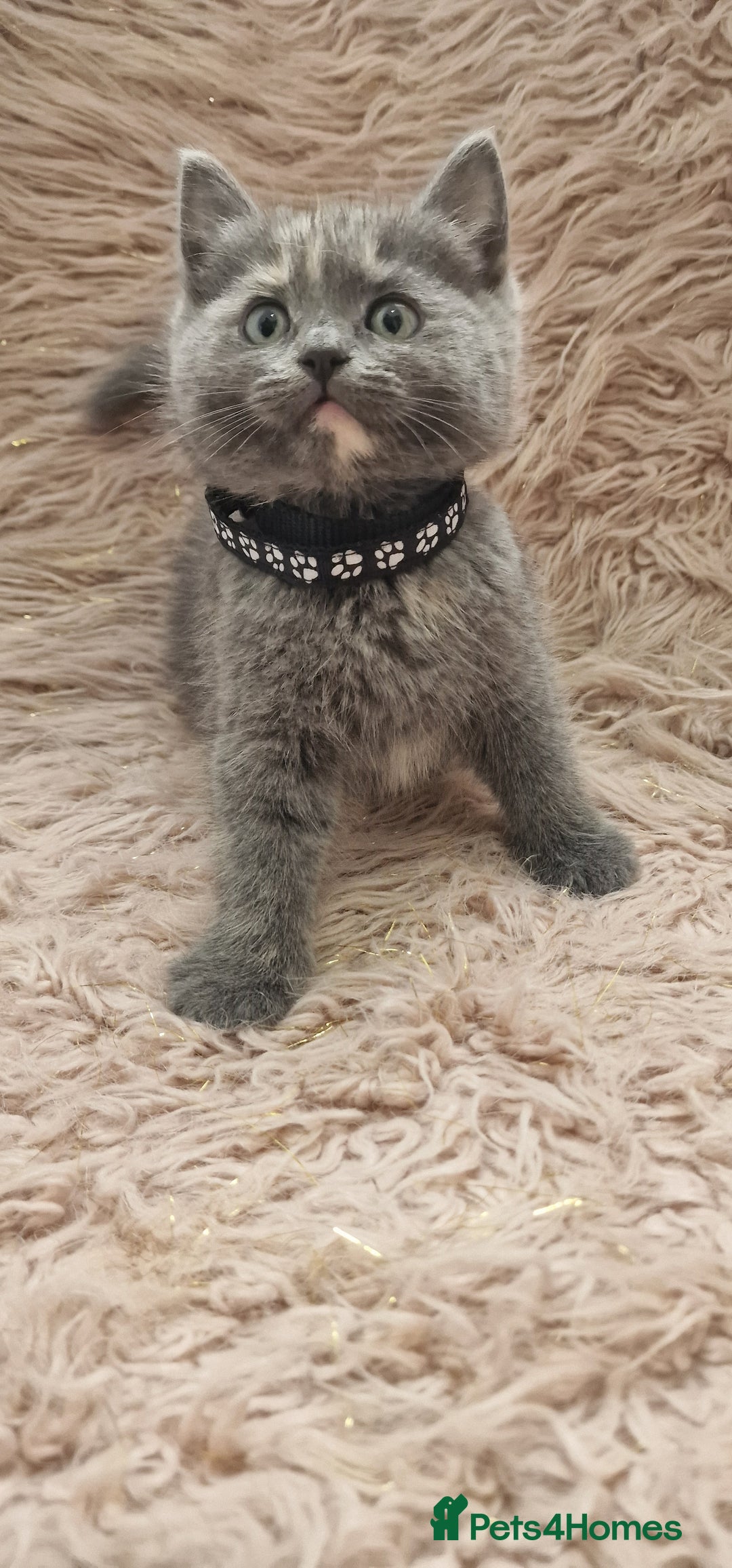 Scottish Fold cats for sale: Scottish fold british shorthair - Image 5