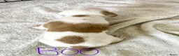 Mixed Breed dogs for sale: A* bulldog puppies 🐶 - Advert 15