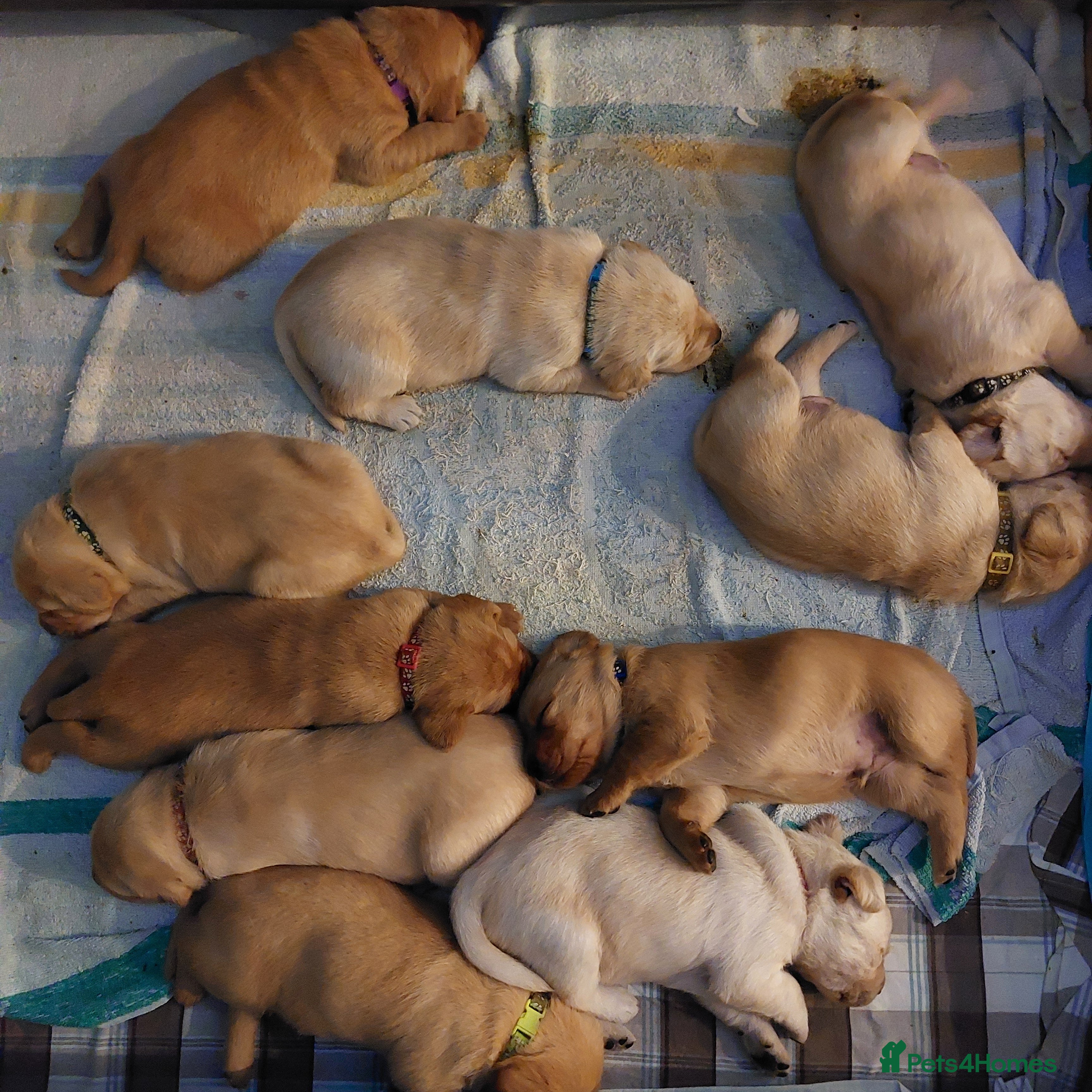 Labrador Retriever dogs Coco’s Labrador Puppies Seeking Loving Homes - Advert 1