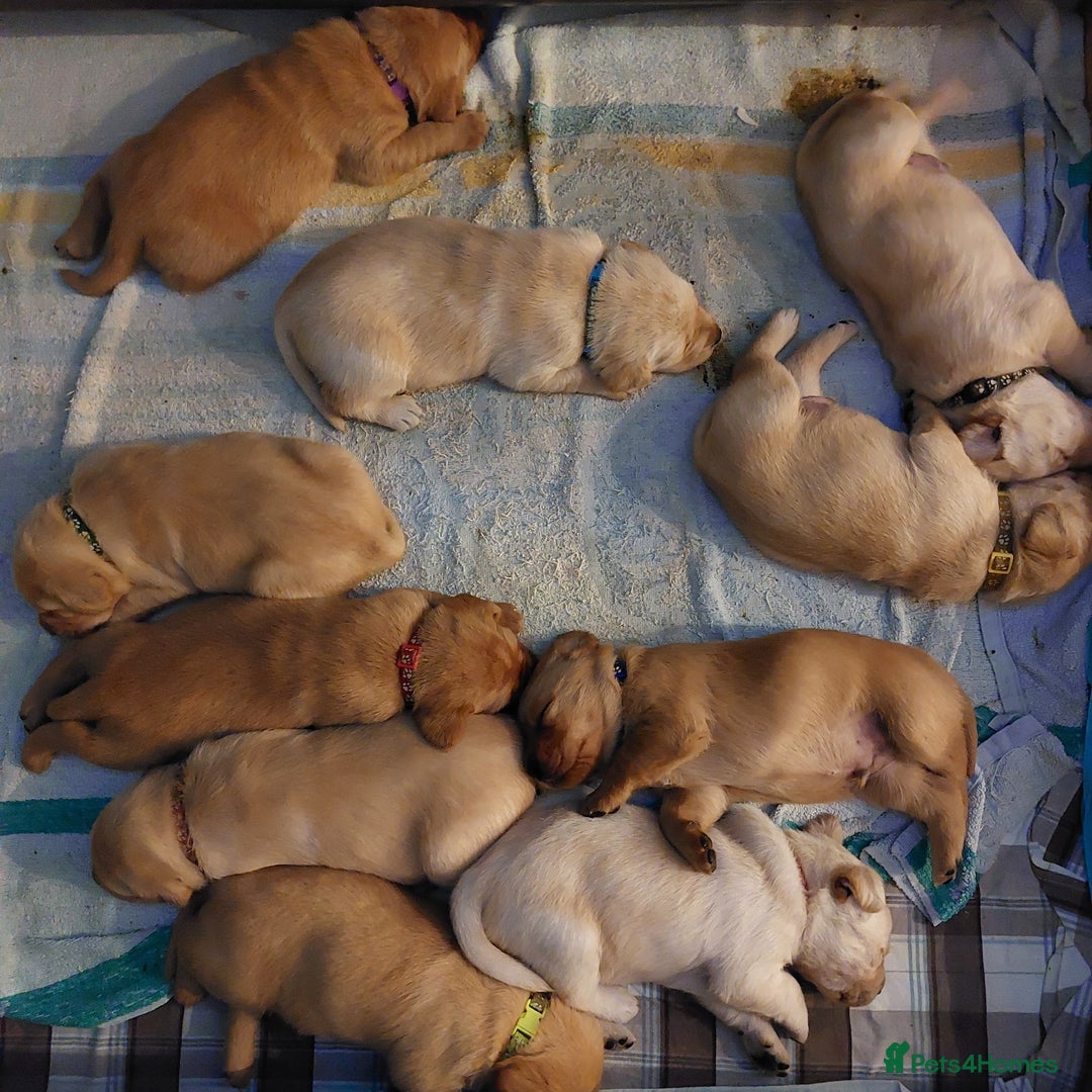 Labrador Retriever dogs for sale: Coco’s Labrador Puppies Seeking Loving Homes - Advert 1