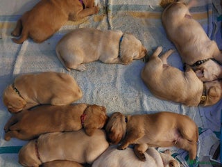 Labrador Retriever dogs Coco’s Labrador Puppies Seeking Loving Homes - Advert 1