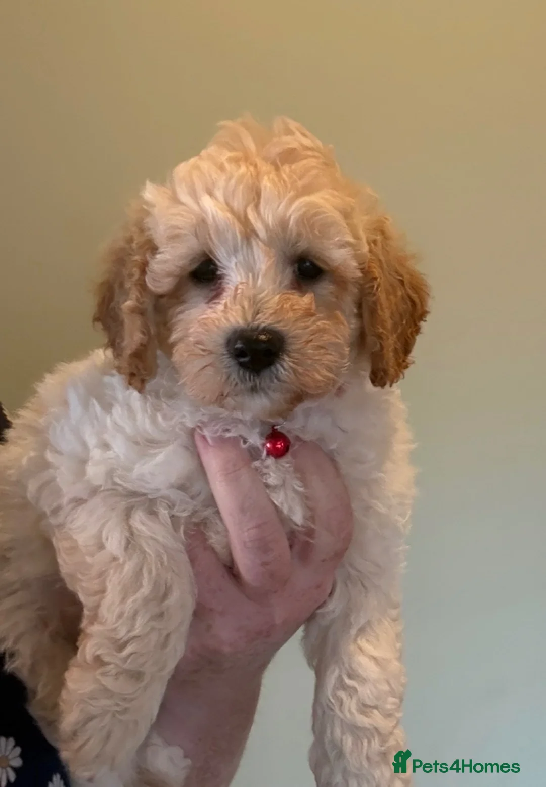Cavapoochon dogs for sale: Stunning CAVAPOO-CHON Puppies  - Advert 14