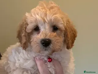 Cavapoochon dogs Stunning CAVAPOO-CHON Puppies - Advert 2