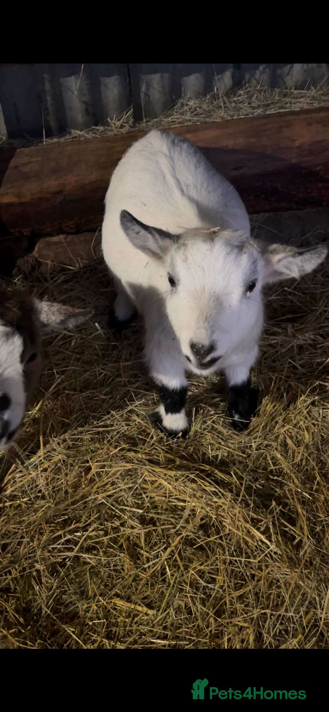 Goats livestock for sale: 2 pairs of gorgeous Pygmy Goat females - Advert 5