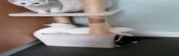 Turkish Angora cats for sale: White fluffy, turkish angora kittens  - Advert 11