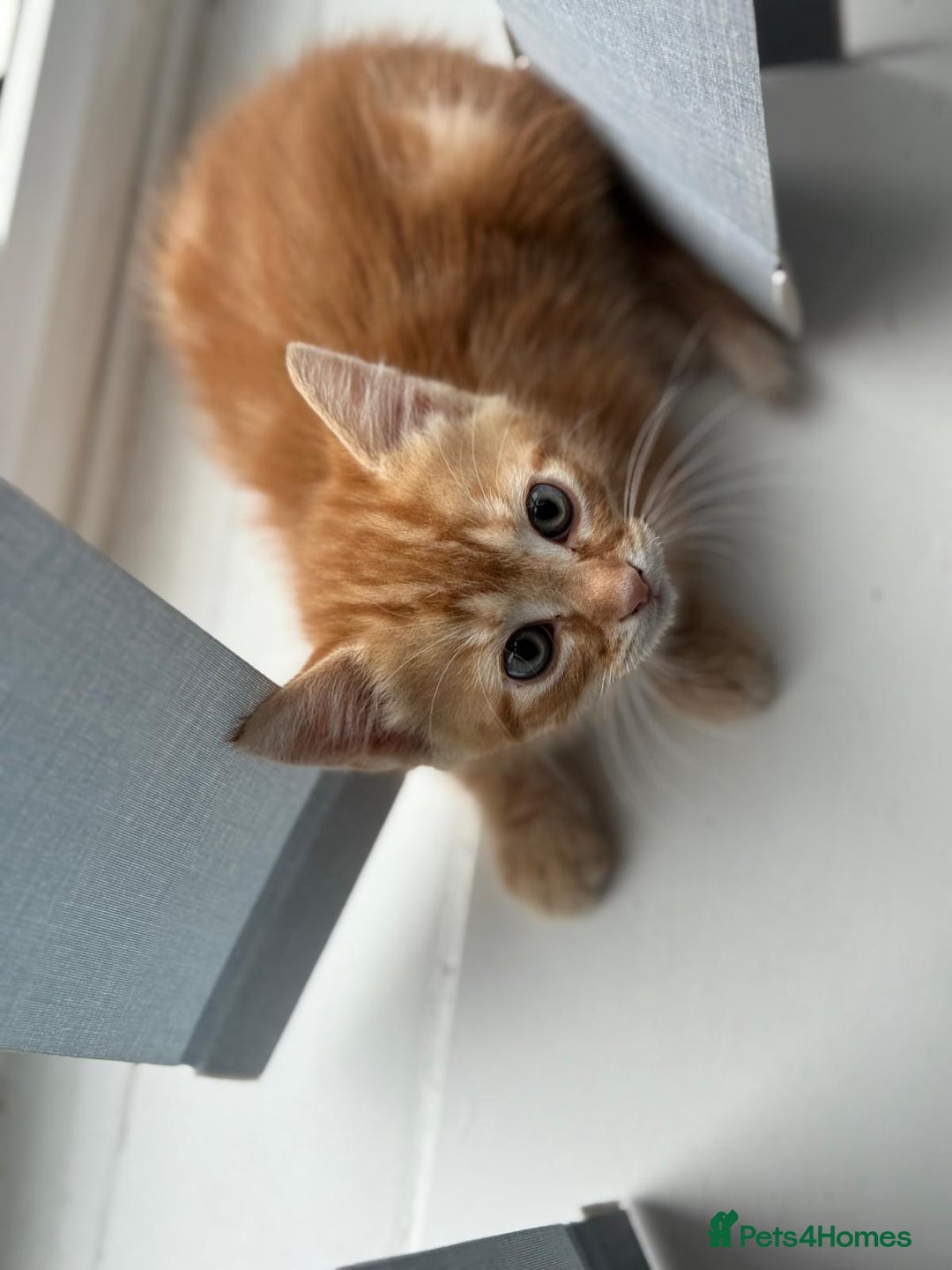 Mixed Breed cats for sale: 5 beautiful 11week old kittens for sale - Advert 8