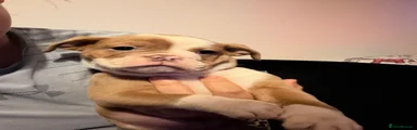 Old Tyme Bulldog boy