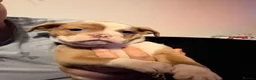 Old Tyme Bulldog dogs for sale: Old tyme bulldogs  in Jarrow - Advert 8
