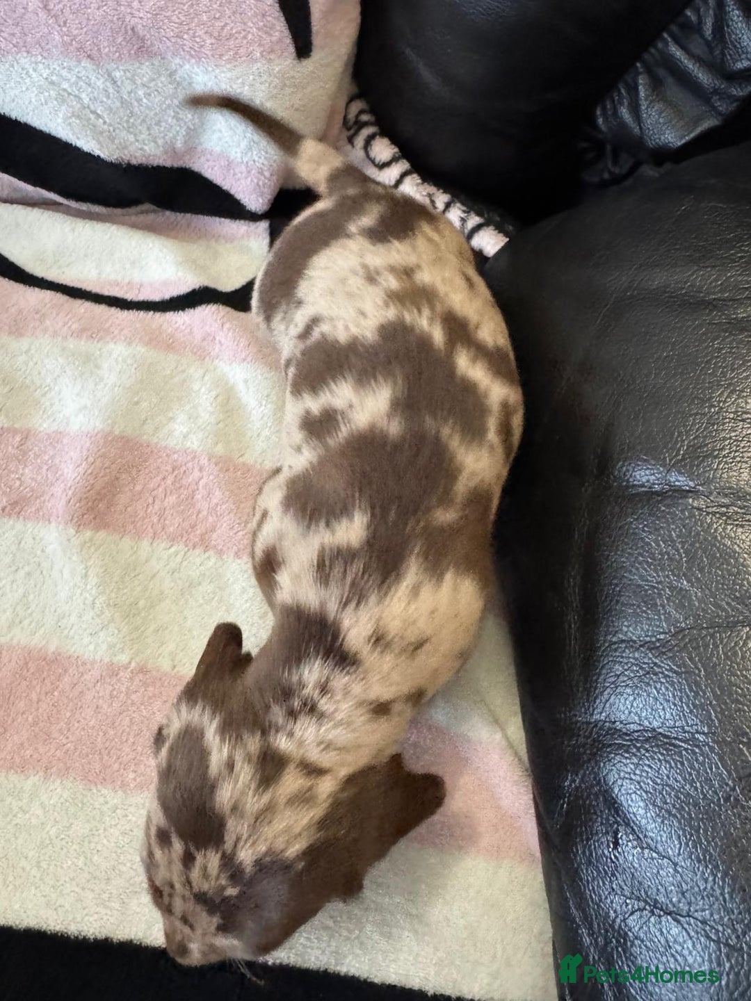 Miniature Dachshund dogs for sale: Miniature dachshund puppies - Advert 10